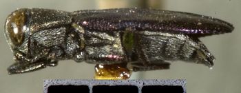 Media type: image;   Entomology 24441 Aspect: habitus lateral view